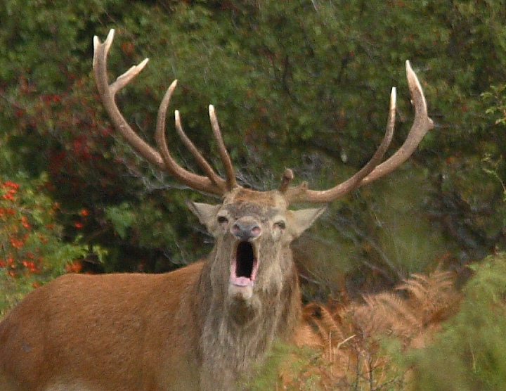 Strategie riproduttive del cervo (Cervus elaphus)